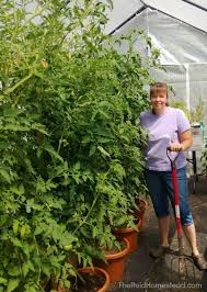 Most tomatoes, whether bush or vining, benefit from staking to keep the main stem upright. Diy Tutorial Tomato Support System Cheap Easy Strong