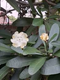 Image result for Voacanga thouarsii