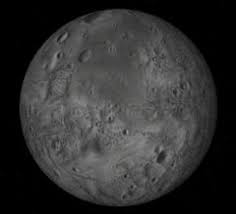 Image result for Elymandra grallata