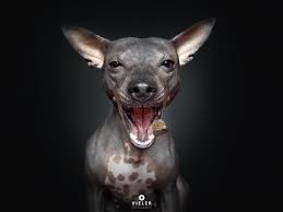 In 2004 the united kennel club recognised the line as a breed and in 2016 the american kennel club also recognised the breed. American Hairless Terrier Deutschsprachig Home Facebook