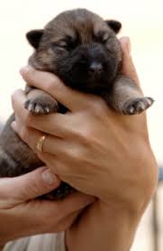 We do not condone the practice of puppy factories, whose mother dogs are exploited, and their pups are neglected. When Do Puppies Open Their Eyes Rrruffhouse Dog Training Belleville Ontario