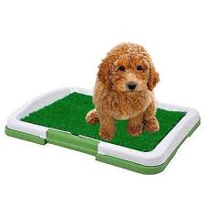 Puppy Toilet Training Definitively Cease Your Puppy Toileting Insidea A Dog Potty Training Potty Training Puppy Pets