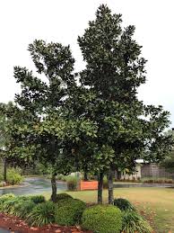 A naturally small tree or large shrub perfect for small gardens. Magnolia Gardening In The Panhandle
