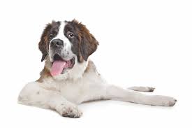 Dogs Animals Saint Bernard Poop4u Cute Dogs And Puppies Saint Bernard Dogs