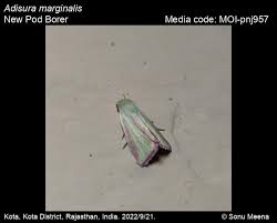 Image result for Mohria marginalis