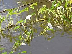 Image result for Ipomoea aquatica