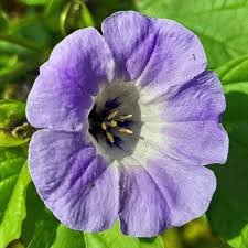 Image result for Nicandra