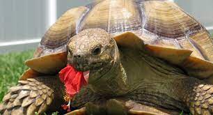 Hibiscus pigments ~ why do hibiscus flowers change colors? Can Sulcata Tortoise Eat Dried Hibiscus Flowers Pet Sulcata Tortoise