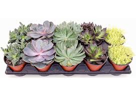 Maybe you would like to learn more about one of these? Basic Care For Succulents Heinen S Grocery Store