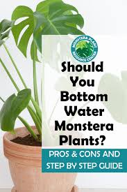 Should You Bottom Water Monstera Plants Plants Monstera House Plant Care