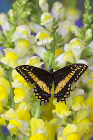 Pipevine swallowtail chrysalises, brown and green/yellow gold rim (polydamas) swallowtail on the left and pipevine swallowtail on the right. Papilio Polyxenes Swallowtail Butterfly From Costa Rica Butterfly Chrysalis Swallowtail Butterfly Swallowtail