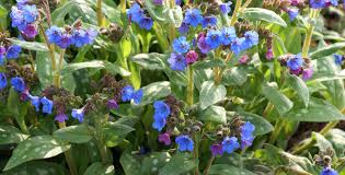 Image result for Pulmonaria Silverado