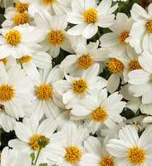 Image result for Bidens