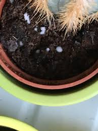 Can be done with any name. White And Brown Spots On Cacti Gardening Landscaping Stack Exchange