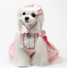 Dogs are some of the most beloved pets for us to have around. Smartstyling Asian Artistry
