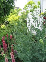 Growing to 100 cm (39 in) tall by 45 cm (18 in) broad. Thalictrum Flavum Ssp Glaucum