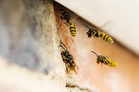 We did not find results for: Nid De Guepes Les Methodes Pour S En Debarrasser