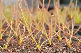 Image result for Utricularia spiralis