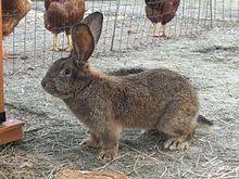 Jul 28, 2021 · senior does must be a minimum of 14lbs…. Flemish Giant Rabbit Wikipedia