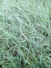 Image result for Pycnanthus