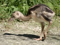 Rhea Bird Eggs For Sale Rhea Baby Baby Animals Baby Ostrich Cute Animals