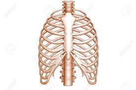 Ribs eight to ten are the false ribs and are connected to the sternum indirectly via the cartilage of the rib above them. Human Body Rib Cage Stock Photo Picture And Royalty Free Image Image 8368427