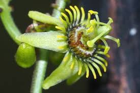Image result for Passiflora suberosa