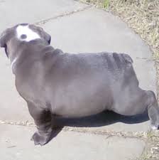 Siess ranch breeds and sells akc certified tri color and lilac english bulldog puppies. English Bulldog Puppy Dog For Sale In Modesto California