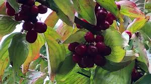 Dirndl - die europäische Wunderfrucht