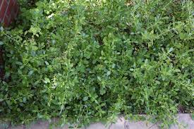 Image result for Xerophyta kirkii