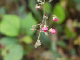 Image result for Pseudarthria