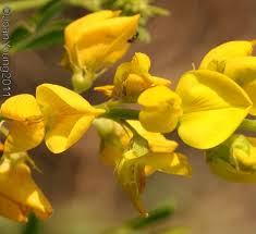 Image result for Senna italica