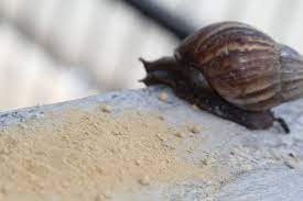 How To Get Rid Of Snails Slugs In Garden Snail Snails In Garden