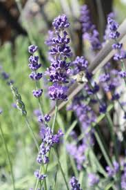 In Love with Lavender