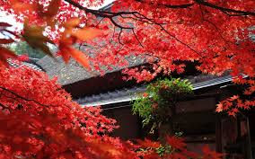We did not find results for: Japan Wallpaper Full Hd 1920x1200 Wallpaper Teahub Io