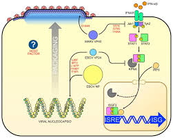 Smith dh, johnson bk, isaacson m, et al. Rodent Adapted Filoviruses And The Molecular Basis Of Pathogenesis Abstract Europe Pmc