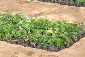 Image result for Polysphaeria multiflora