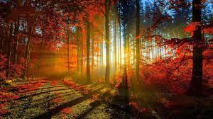 A Burst Of Autumn Sunshine Beautiful Nature Autumn Forest Scenery