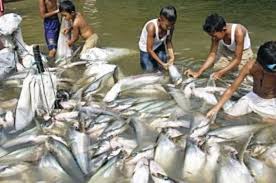 Kita semua tahu akan jenis ikan air tawar ini. Arti Mimpi Menangkap Ikan Bersisik Anda Akan Memperoleh Rezeki Nomplok Semua Halaman Suar
