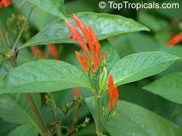 Mexican honeysuckle, mohintli, firecracker bush, orange plume flower. Justicia Spicigera Jacobinia Spicigera Justicia Sidicaro Mexican Honeysuckle Orange Plume Flower Toptropicals Com