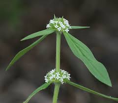 Image result for Mitracarpus