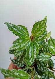 Image result for Pilea cadierei
