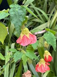 Image result for Abutilon sp.no.2