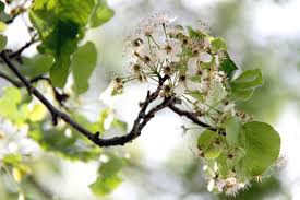 You can see how to get to lil' pear tree on our website. Wildlife Spreads Pear Trees Storms And Winds Tear Them Down Caes Newswire