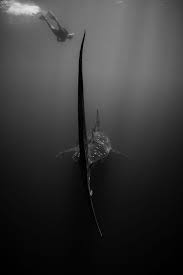 Ganadores Del National Geographic Nature Photographer Of The Year 2016 Nature Photographs National Geographic Photography Underwater Photography