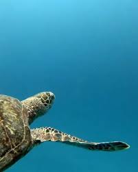 Beautiful Sea Turtle Video In 2020 Sea Turtle Pictures Animal Photography Wildlife Sea Turtle
