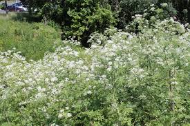 We did not find results for: Bug Time Evergreen Trimming And Poison Hemlock This Weekend In The Garden Pennlive Com