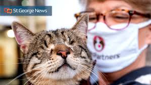 With dogvacay, your pet always stays with a trusted sitter in a safe, cozy home. Pets Are Proving To Be The Right Medicine In The Pandemic St George News