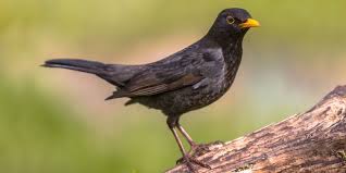 More than half the uk population is found at fewer than ten sites. Blackbird Facts Identification Habitat Ark Wildlife Uk