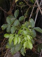 Image result for Paullinia pinnata